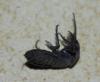Ocypus sp.